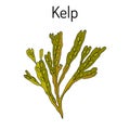 Kelp Fucus vesiculosus , seaweed