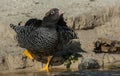 Kelp Goose, New Island, Falkland Islands