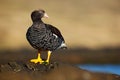 Kelp goose, Chloephaga hybrida, member of the duck, goose. It can be found in the Southern part of South America; in Patagonia, Ti