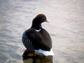 The Kelp Goose Chloephaga hybrida Port Stanley, Falkland Islands