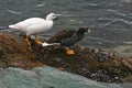 Kelp goose couple, Tierra del Fuego, Argentina