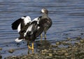 Kelp Goose, Kelpgans, Chloephaga hybrida Royalty Free Stock Photo