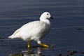 Kelp Goose, Kelpgans, Chloephaga hybrida Royalty Free Stock Photo