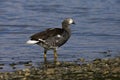 Kelp Goose, Kelpgans, Chloephaga hybrida Royalty Free Stock Photo