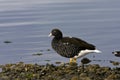 Kelp Goose, Kelpgans, Chloephaga hybrida Royalty Free Stock Photo