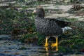 Kelp Goose, New Island, Falkland Islands