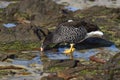 Kelp Goose (Chloephaga hybrida malvinarum)