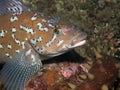 Kelp Greenling (hexagrammos decagrammus) Royalty Free Stock Photo