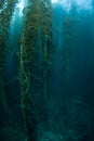 Kelp Growth