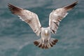 Kelp gull 07 Royalty Free Stock Photo
