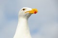 Kelp Gull Royalty Free Stock Photo