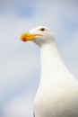 Kelp Gull Royalty Free Stock Photo