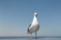 Kelp Gull Royalty Free Stock Photo