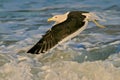 Kelp gull Royalty Free Stock Photo