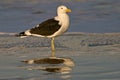 Kelp gull Royalty Free Stock Photo