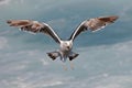 Kelp gull Royalty Free Stock Photo