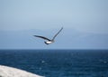 Kelp gull aka Larus dominicanus at the famous Boulders Beach of Simons Town near Cape Town in South Africa Royalty Free Stock Photo