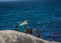 Kelp gull aka Larus dominicanus at the famous Boulders Beach of Simons Town near Cape Town in South Africa Royalty Free Stock Photo