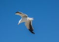 Kelp gull aka Larus dominicanus at the famous Boulders Beach of Simons Town near Cape Town in South Africa Royalty Free Stock Photo