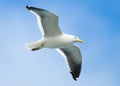 Kelp Gull in Flight Royalty Free Stock Photo