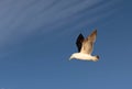 Kelp Gull in flight Royalty Free Stock Photo