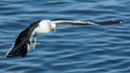 Kelp Gull in flight Royalty Free Stock Photo