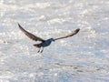 Kelp Gull In Flight Royalty Free Stock Photo