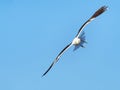 Kelp Gull in flight Royalty Free Stock Photo