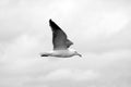 A kelp gull in flight Royalty Free Stock Photo