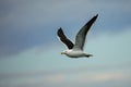 Kelp gull flying at Taiaroa Head, Otago Peninsula, New Zealand