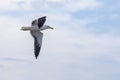 Kelp gull flying under clear sky