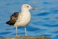 Kelp Gull juvenile Royalty Free Stock Photo