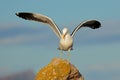 A kelp gull landing on a coastal rock, South Africa