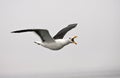 Kelp Gull (Larus dominicanus) Royalty Free Stock Photo