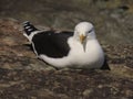 Kelp Gull