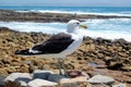 Kelp gull, Larus Dominicanus, on the Atlantic coastline, South Africa Royalty Free Stock Photo