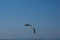 Kelp gull in flight Royalty Free Stock Photo