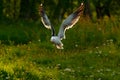 Kelp Gull, Larus dominicanus, water bird with open bill, Finland. Bird in fly with morning light. Wildlife scene from nature. Flyi