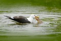 Kelp Gull, Larus dominicanus, water bird with open bill, Finland. Widlife scene from nature. Bird from Europe.Gull feeding on trou Royalty Free Stock Photo