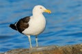 Kelp Gull in Patagonia Royalty Free Stock Photo