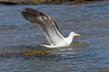 Kelp Gull In Seawater With Wings Spread Larus dominicanus Royalty Free Stock Photo
