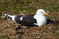 A adult Kelp Gull sitting on a nest