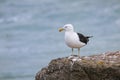 Kelp gull standing on a cliff at Taiaroa Head, Otago Peninsula, New Zealand