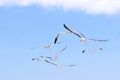 Kelp gulls against a blue sky