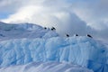 Kelp Gulls and Arctic Terns flying and sitting on iceberg, Antarctic Peninsula