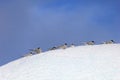 Kelp Gulls and Arctic Terns flying and sitting on iceberg, Antarctic Peninsula