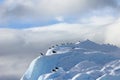 Kelp Gulls and Arctic Terns flying and sitting on iceberg, Antarctic Peninsula