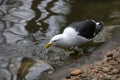 A Kelp Gulls (Larus dominicanus) drinking water