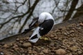 A Kelp Gulls (Larus dominicanus) preening