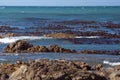 Kelp off a rocky coastline in Kleinbaai Royalty Free Stock Photo